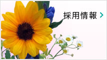 採用情報
